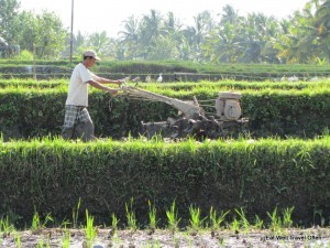 Subak rice field system