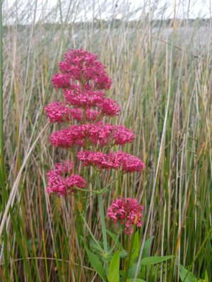 A stem of pink flowers stand tall in a field of long grass.