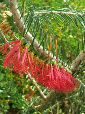 A row of unusual looking red fluffy tipped flowers growing out of a branch.