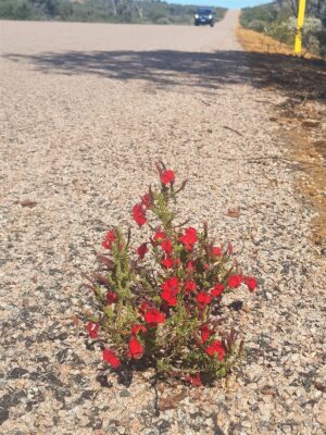A small bush with red flowers is growing through the road bitumen.