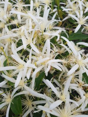 A sea of white star-shaped flowers.