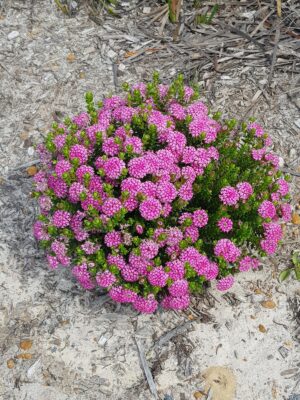 A smal round bush of pink flowers grows through the dry, hard soil.