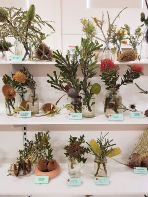Banksia wildflower specimens in jars on rows of shelves.